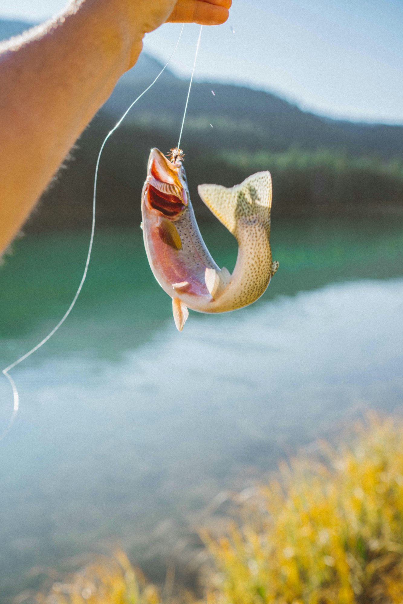 Trout caught on a fly line with mountain lake in background